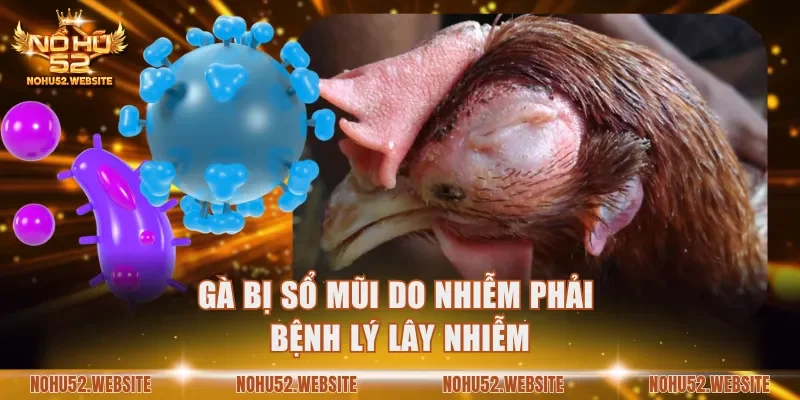 Gà bị sổ mũi do nhiễm bệnh lý lây nhiễm