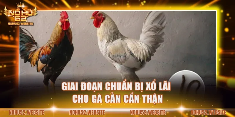 Giai đoạn chuẩn bị xổ lãi cho gà cần cẩn thận