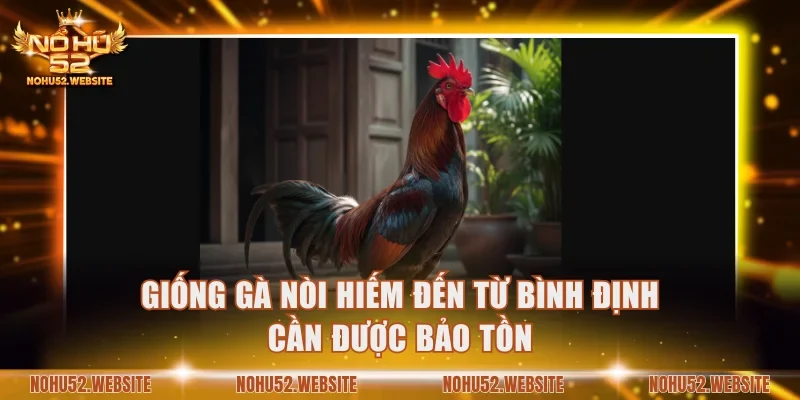 Giống gà nòi hiếm đến từ Bình Định cần được bảo tồn