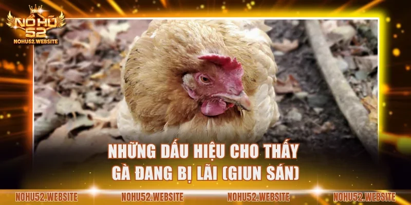 Những dấu hiệu cho thấy gà đang bị lãi (giun sán)