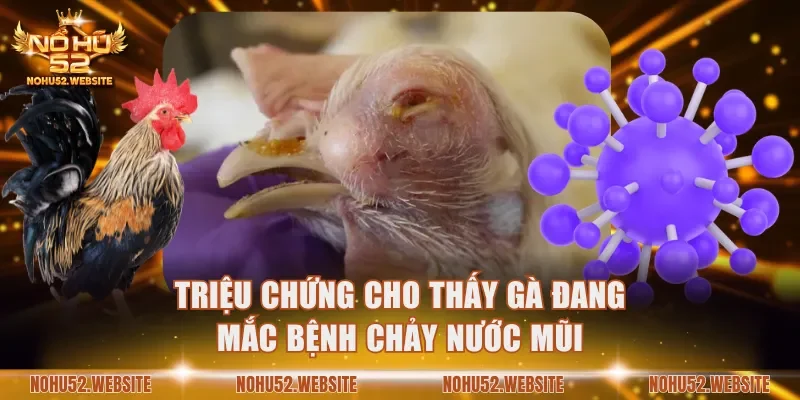 Triệu chứng cho thấy gà mắc bệnh chảy nước mũi