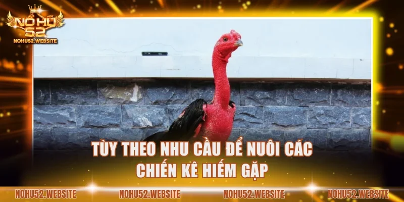 Tùy theo nhu cầu để nuôi các chiến kê hiếm gặp